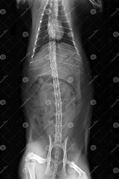 Cat Xray Abdomen With Bowel Obstruction Stock Photo Image Of Texture