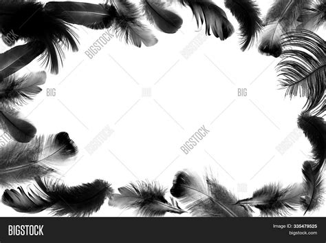 Frame Border Bird Image And Photo Free Trial Bigstock