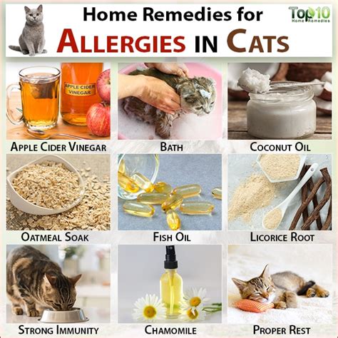 Allergies In Cats Symptoms Prevention And Home Remedies Top 10 Home