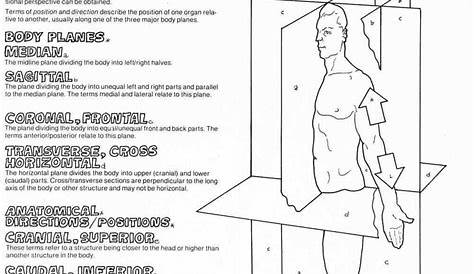 Anatomical Body Planes and Directional Terms | Body systems worksheets