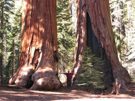 Giant Sequoia Redwood Sequoiadendron Giganteum 40 Seeds
