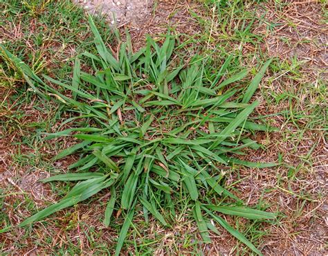 Common Lawn Weeds