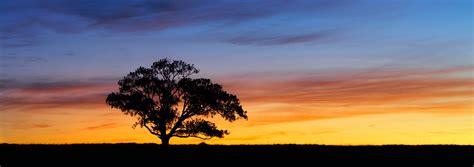 The Sunset Tree Panorama Golden Hours Photos Australianlight Fine Art Landscape