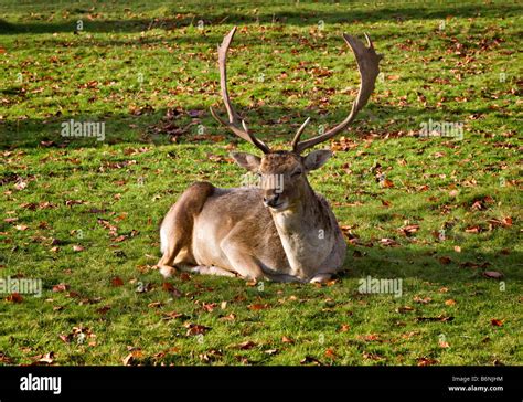 Fallow Deer At Dunham Massey Hall And Park Altrincham Cheshire Stock