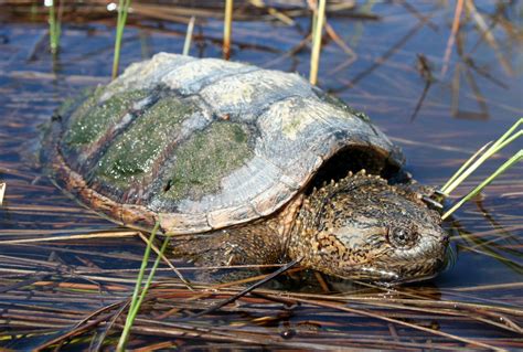 Top Reasons To End The Snapping Turtle Hunt Ontario Nature
