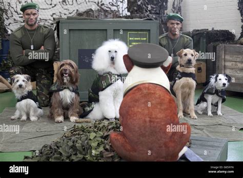 What Is Doggy Boot Camp