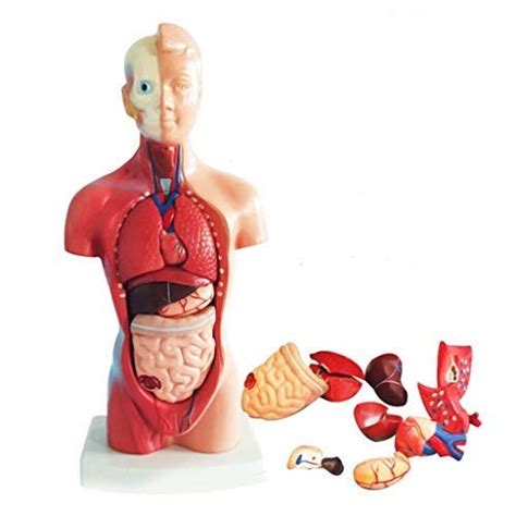 Buy Torso Anatomy Model Inch Human Torso Parts Unisex Human Torso