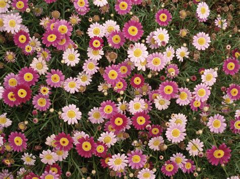 Floral Computer Wallpapers - Wallpaper Cave