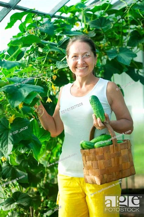 Woman Picking Cucumbers Stock Photo Picture And Low Budget Royalty