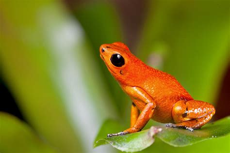 Orange Poison Dart Frog By Dirk Ercken