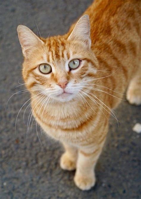 Pin By Anchana Ploypraw On Cats Cute Cats Orange Tabby Cats Pretty Cats