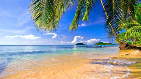 Desktop Wallpaper Palm Tree And Beach Hd Image Picture Background