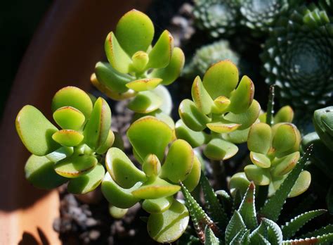 Jade Plants Tips How To Grow And Care For Jade Gardening Sun