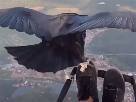 Video Paraglider Gets Visit From Large Vulture Plane And Pilot Magazine