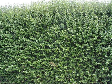 20 Green Privet 40 60cm Tall Hedging Ligustrum Plants Hedge Fast