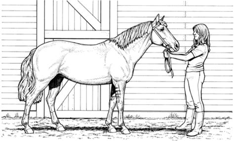 woman  mare horse coloring page supercoloringcom