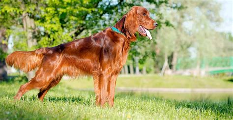 Irish Setter Dog Breed Information The Ultimate Guide Breed Advisor