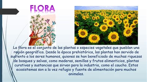 Flora Y Fauna Concepto Y Características Images and Photos finder