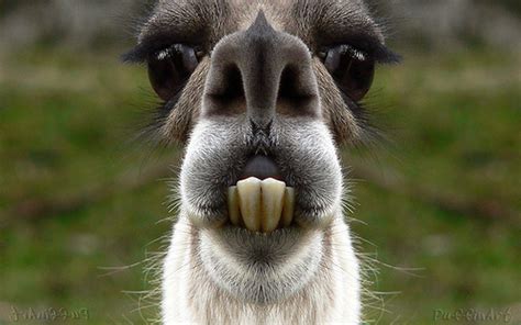 Funny Llama Face Funny Animals