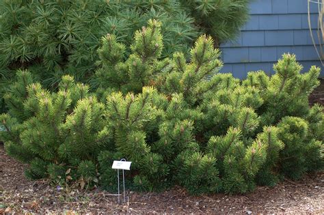 Mugo Pine Care And Growing Guide