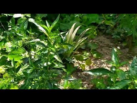 Hempedu bumi (andrographis paniculata) adalah sejenis tumbuhan herba dari keluarga acanthaceae yang tumbuh subur dinegara kita serta negara jiran kita seperti indonesia, thailand dan india. Khasiat pokok hempedu bumi, hempedu tanah, cerita - YouTube