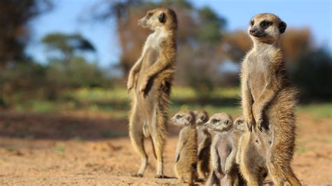 Animals With Cameras Hang With Meerkats In The Kalahari Desert 360
