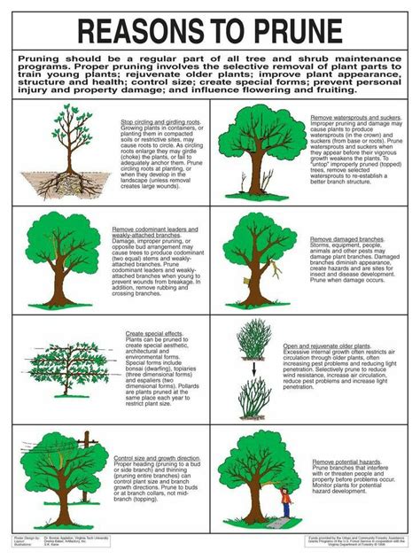 Prune into strong, bearing trees following the chart below. prune now while your trees and bushes are asleep. this ...