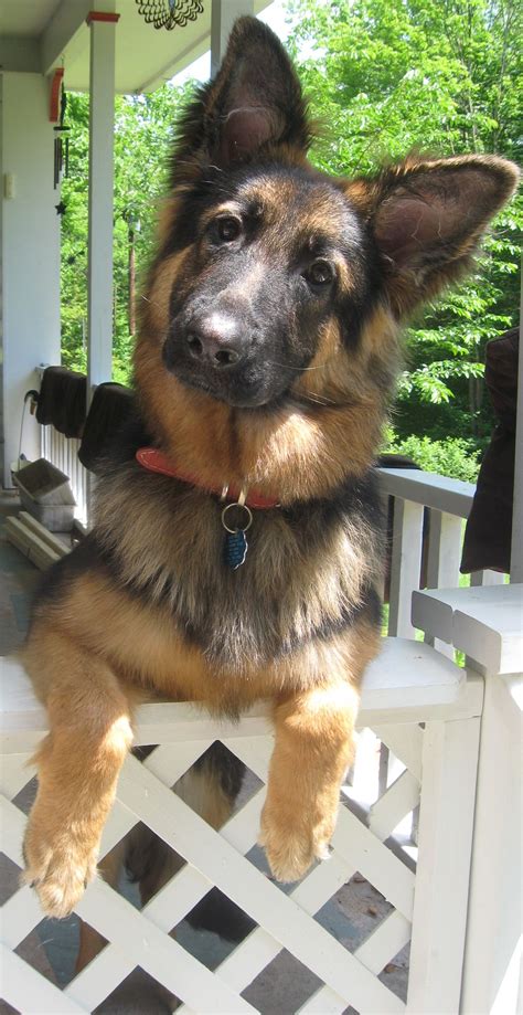 German composite sentence is sometimes absolutely similar to turkish. Pin by The German Shepherd on Why am I so darn cute ...