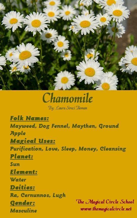 Magical Properties Of - Chamomile | Magic herbs, Magickal herbs, Witch