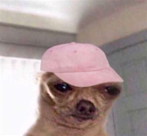 Funny Chihuahua Meme Crying Pets Lovers