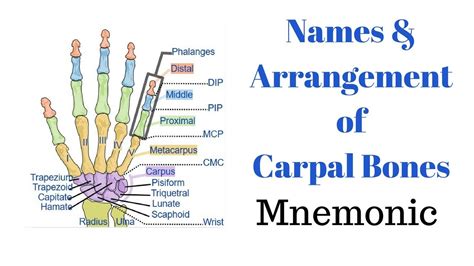 Names And Arrangement Of Carpal Bones Mnemonic Youtube