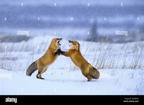 Red Fox Vulpes Vulpes Red Foxes In Winter Fighting Canada Manitoba