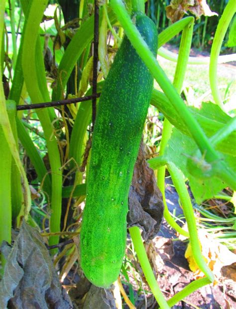 Cucumber Cucumis Sativus Burpless Bush Hybrid In The Cucumbers