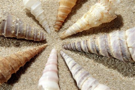 Sea Shells Close Up Stock Photo Dissolve