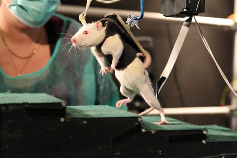 In Rat Experiment New Hope For Spine Injuries The New York Times