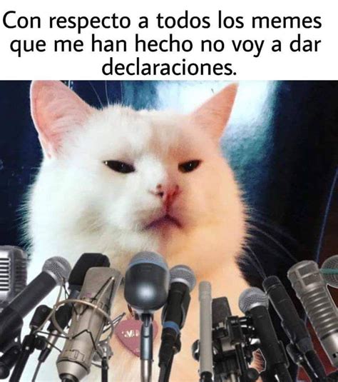Meme Gato Blanco Mesa Memes Divertidos