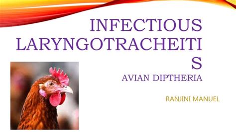 Infectious Laryngotracheitis Poultry Ppt