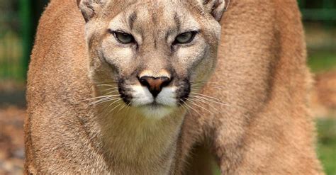 Cougar Animal · Free Stock Photo