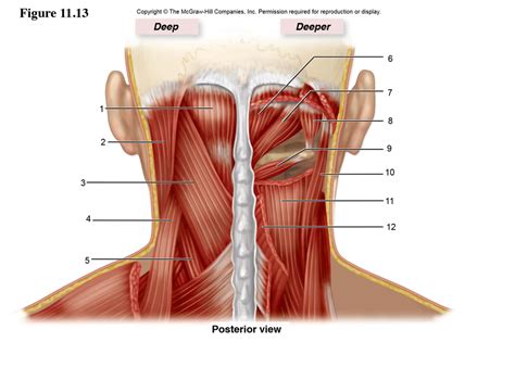 Neck Muscles Diagram Quizlet