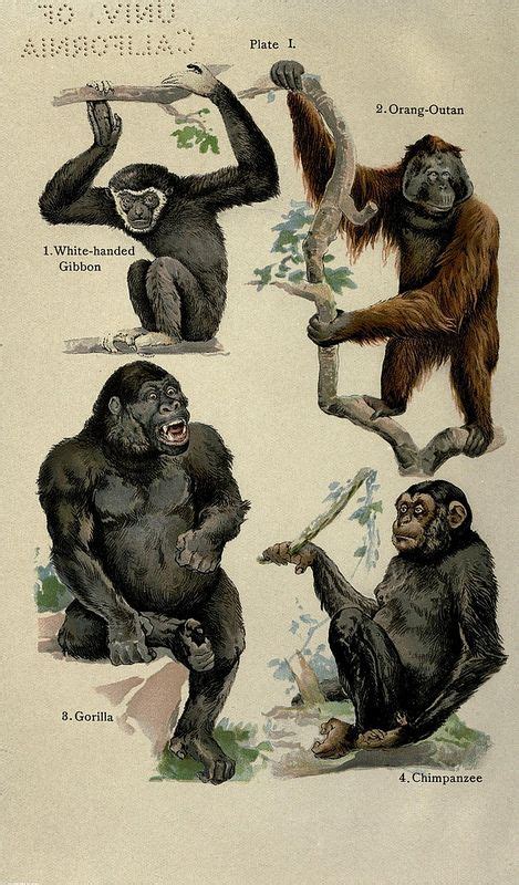 Gorilla Antique Print 18 Scientific Illustration Primates Mammals