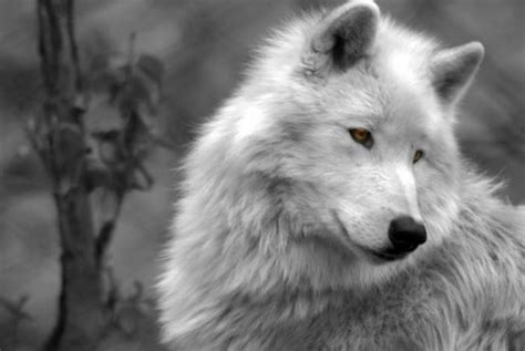 Fluffy Wolf Foto And Bild Natur Tiere Youth Bilder Auf Fotocommunity