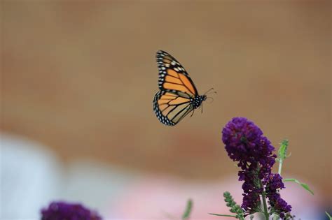 Butterflywatching Monarch Flight