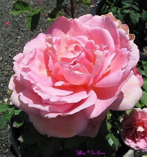 Plantfiles Pictures Hybrid Tea Rose Tiffany Rosa By Ladyannne