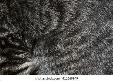 Cat Fur Texture Stock Photo Shutterstock