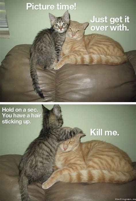 Cheese! - Lolcats - lol | cat memes | funny cats | funny cat pictures