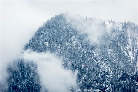 Free Images Tree Nature Forest Snow Winter Cloud Fog Mist