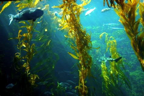 What Kind of Fish Eat Seaweed? 17 Examples