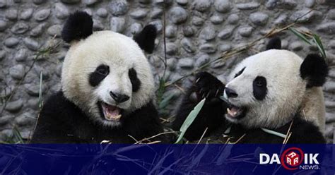 Китайски панди под наем във Франция Любопитно Dariknewsbg