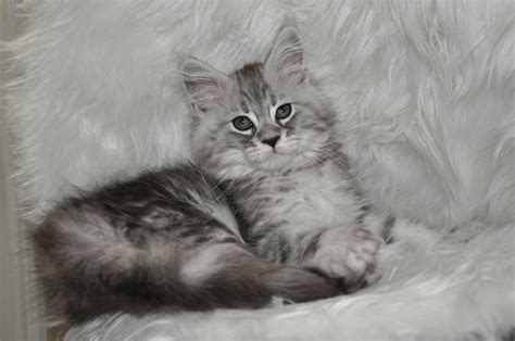 Check spelling or type a new query. Maine Coon Kittens For Sale Oregon - Wayang Pets
