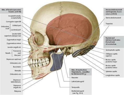 Muscle Attachments Of Skull Lateral View Norma Lateralis Human